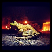14th Apr 2012 - 0414 frog Instagram