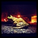 0414 frog Instagram by cassaundra