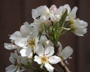 8th Apr 2012 - Pear blossom