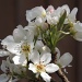Pear blossom by rosiekind