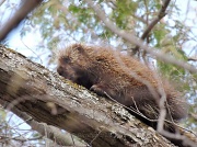 16th Apr 2012 - Porcupine