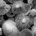 Shells by netkonnexion