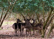 16th Apr 2012 - Free-Range Deer