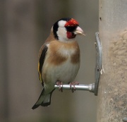 9th Apr 2012 - Goldfinch