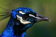 16th Apr 2012 - Peacock Portrait