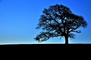 15th Apr 2012 - One Tree Hill