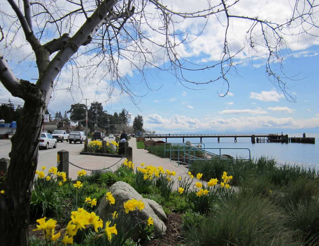 Davis Bay Daffodils by pamelaf