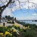 Davis Bay Daffodils by pamelaf