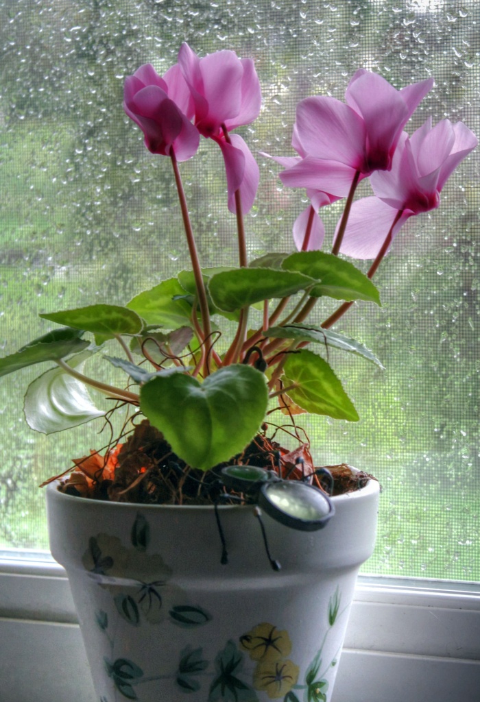 My little pink plant by mittens