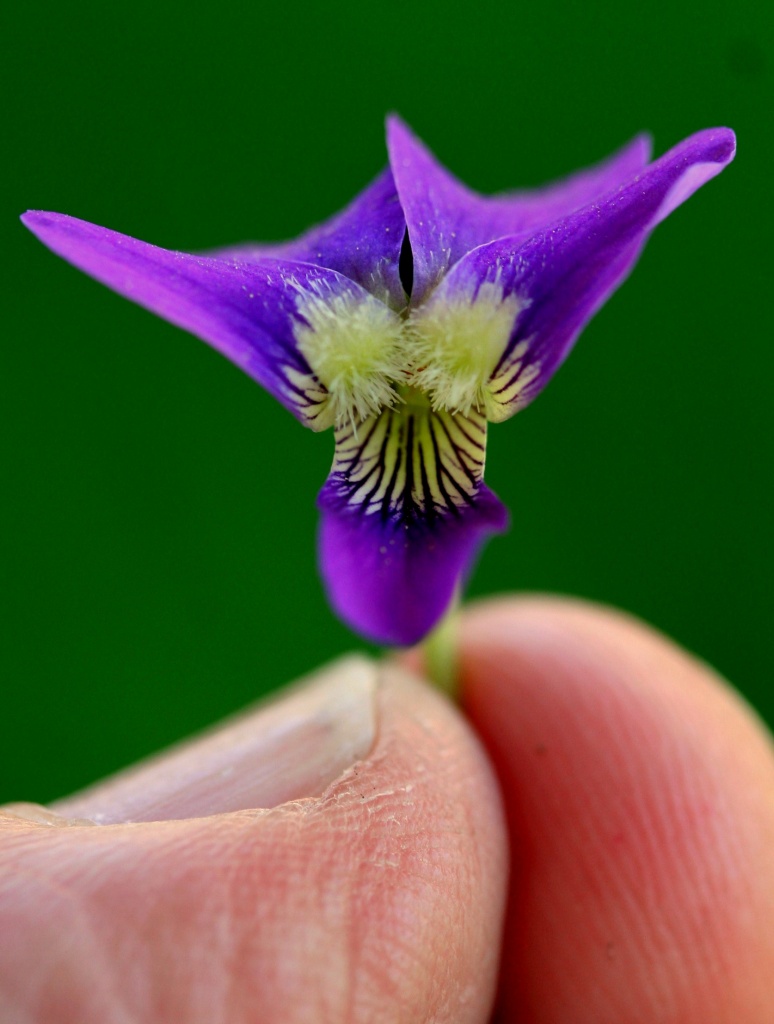 Tiny Purple Flower by digitalrn