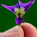 Tiny Purple Flower by digitalrn