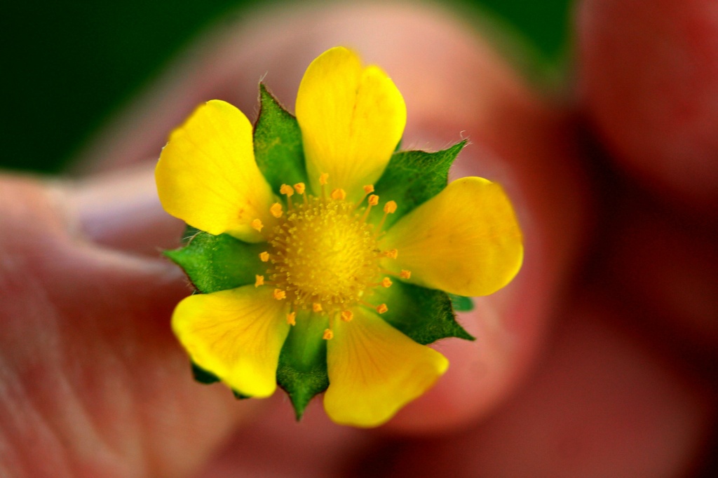 Miniature Yellow Clover Flower by digitalrn