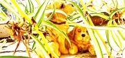 17th Apr 2012 - Dogs in the Undergrowth