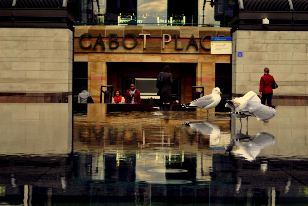 Gulls at Cabot Place by andycoleborn