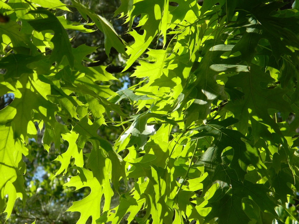 Oak Leaves 4.16.12 by sfeldphotos