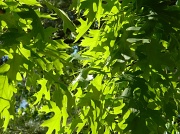 16th Apr 2012 - Oak Leaves 4.16.12