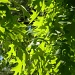 Oak Leaves 4.16.12 by sfeldphotos