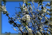 16th Apr 2012 - white blossoms and a butterfly