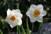 16th Apr 2012 - Bright Whites