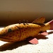 Fish decoy by handmade