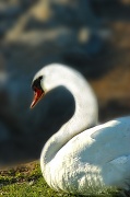 16th Apr 2012 - The Swan