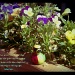 And if God cares so wonderfully for flowers . . . . by kerristephens