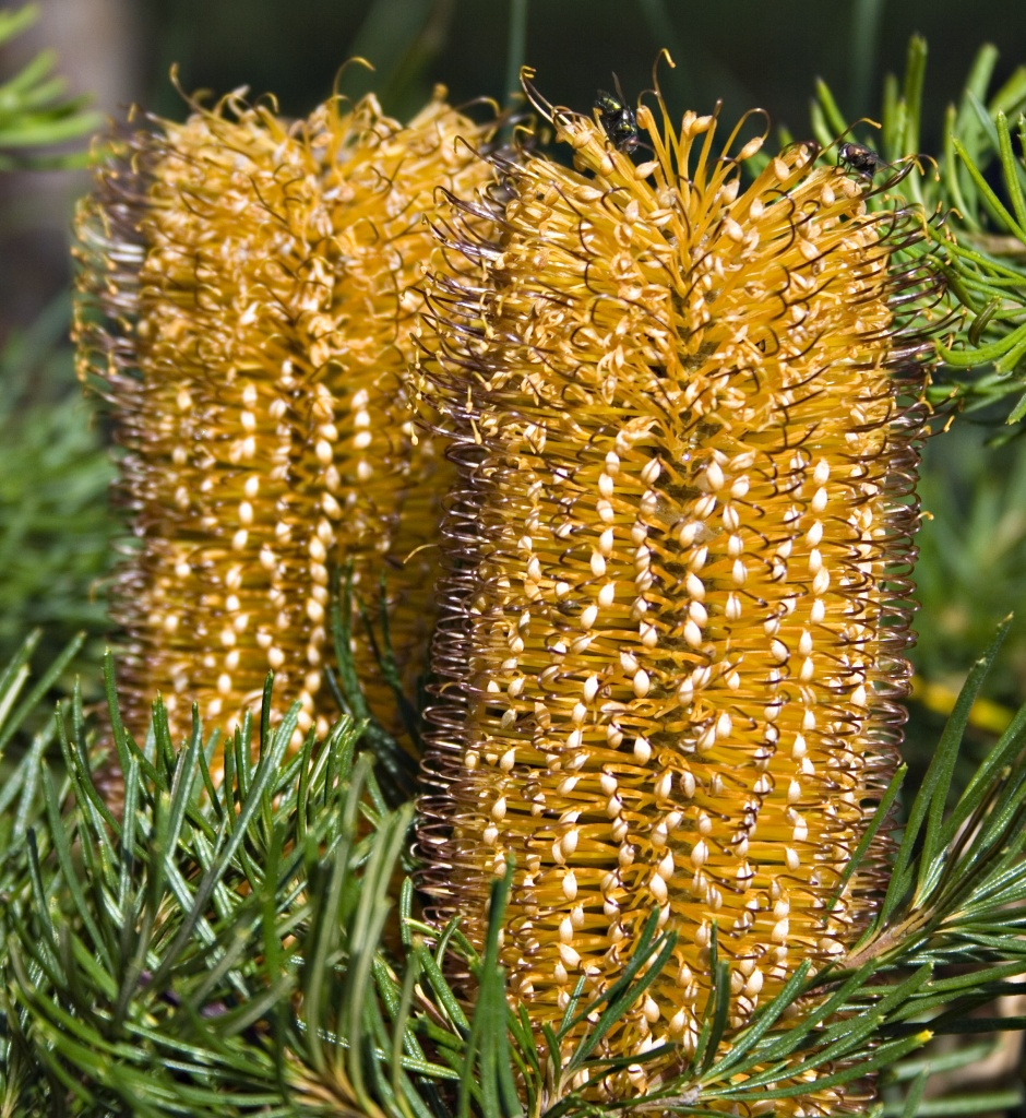 Blooming Banksia by corymbia