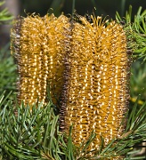 17th Apr 2012 - Blooming Banksia