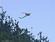 17th Apr 2012 - Go fly a kite...