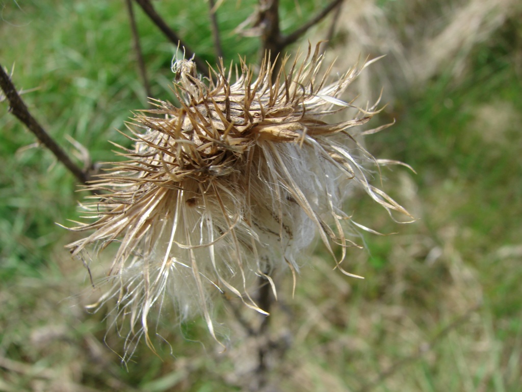 Thistle by brillomick