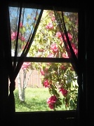 17th Apr 2012 - Living room window