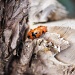 ladybirds 170412 by jesperani