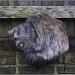 17.4.12 cat by stoat