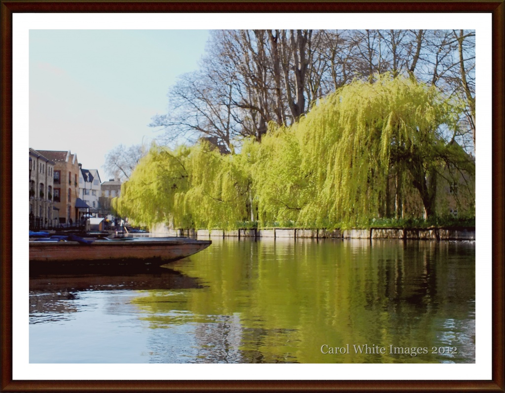 Willow Reflections on the Cam by carolmw