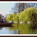 Willow Reflections on the Cam by carolmw