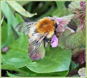 17th Apr 2012 - Busy Bee