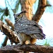 Great Horned Owl by rob257