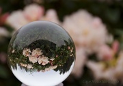 17th Apr 2012 - Rhododendron in Glass