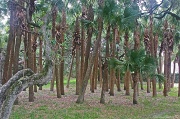 7th Mar 2012 - Stand of Palms