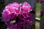 17th Apr 2012 - Pollination
