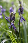 15th Apr 2012 - Bluebells in Bluebell Wood