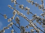 17th Apr 2012 - Cherry blossom... 