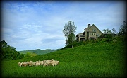 17th Apr 2012 - Looking Over the Sheep 