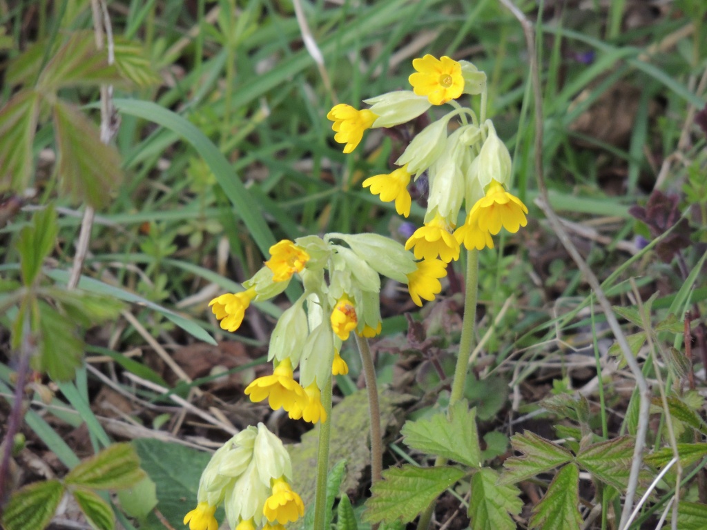 Cowslip along the cycle track by rosiekind