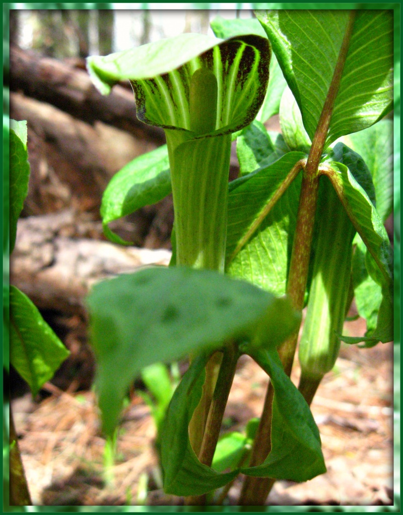 Jack in the Pulpit by olivetreeann