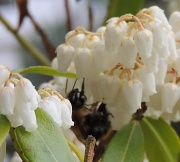 16th Apr 2012 - Busy bee
