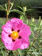 17th Apr 2012 - Crinkle Bloom