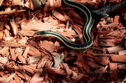 17th Apr 2012 - snake...