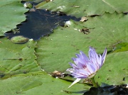 17th Jun 2010 - Water Lilly - Different Angle