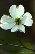 17th Apr 2012 - Wild Dogwood Blossom